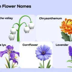 Pięć kwiatów: konwalia, chryzantema, fleur de lys (kwiat po francusku), chaber i lawenda.