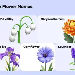 Pięć kwiatów: konwalia, chryzantema, fleur de lys (kwiat po francusku), chaber i lawenda.