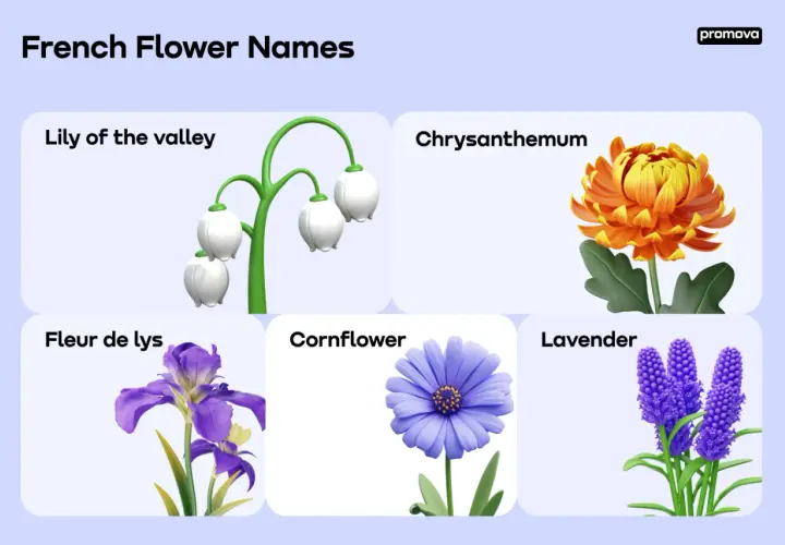 Pięć kwiatów: konwalia, chryzantema, fleur de lys (kwiat po francusku), chaber i lawenda.