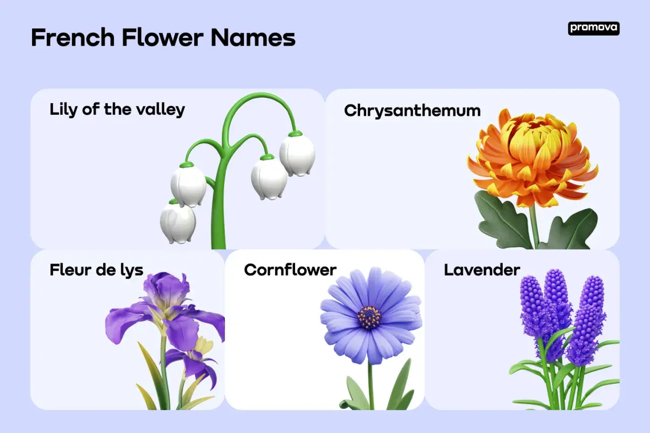 Pięć kwiatów: konwalia, chryzantema, fleur de lys (kwiat po francusku), chaber i lawenda.