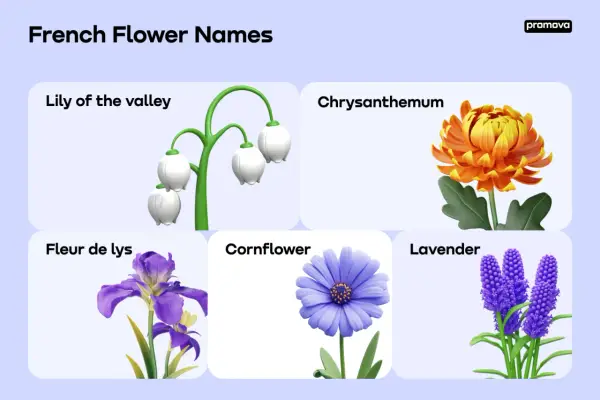 Pięć kwiatów: konwalia, chryzantema, fleur de lys (kwiat po francusku), chaber i lawenda.